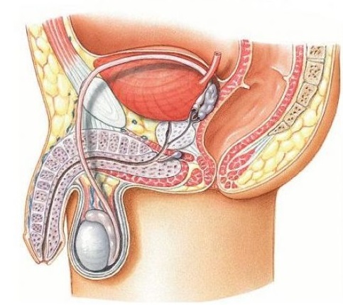 Схема на мъжка репродуктивна система